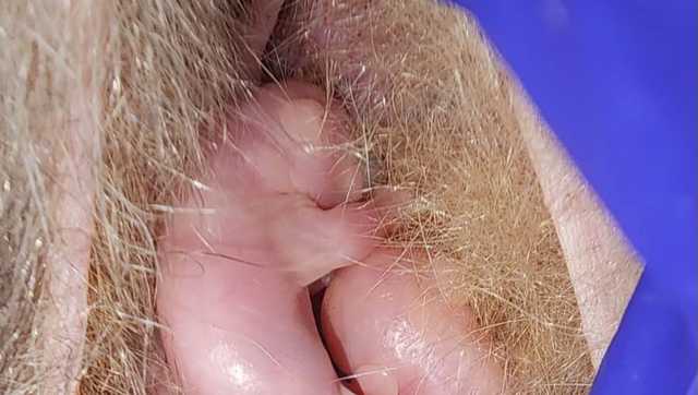 Maine police officer saves possum babies - Vimarsana News