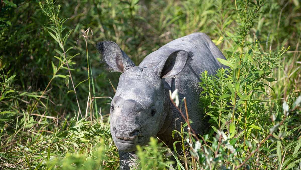 Ohio safari park welcomes new baby rhino