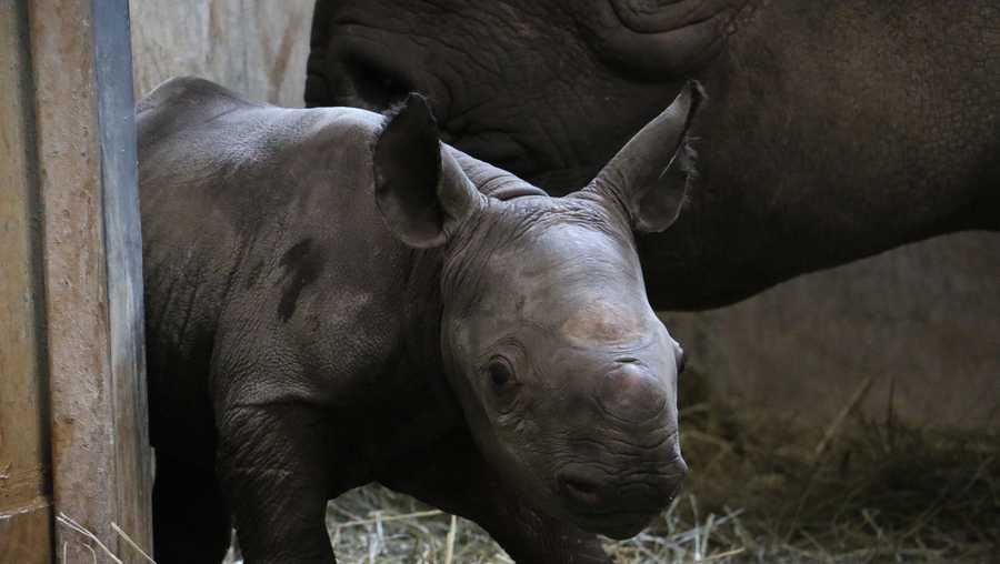 Name of adorable baby rhino revealed