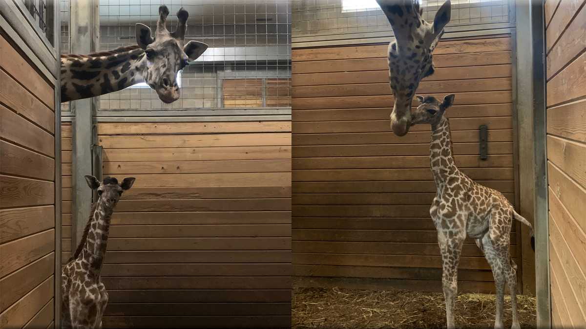 Kansas City Zoo welcomes adorable baby girl giraffe calf