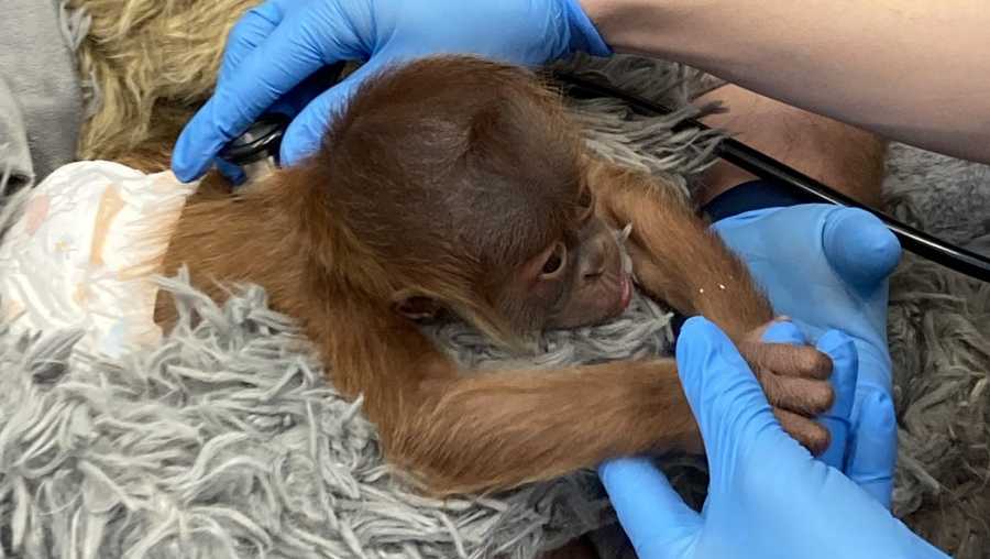 baby orangutan