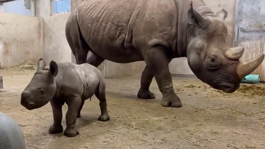 Kansas City Zoo announces name of one of its newest animals Kansas City Zoo announces name of one of its newest animals