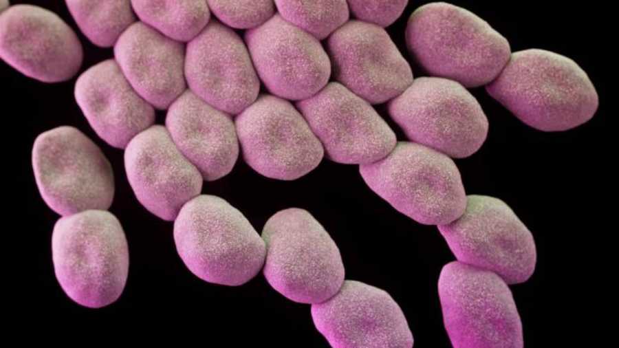 Acinetobacter baumannii is a common cause of hospital-acquired infections, picked up both in hospital and in healthcare settings, such as nursing homes.
