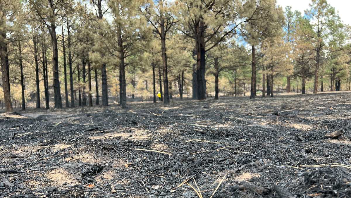 Calf Canyon/Hermits Peak Fire Monsoon impacts