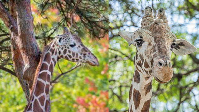 Milwaukee Zoo giraffe dies unexpectedly, zoo says