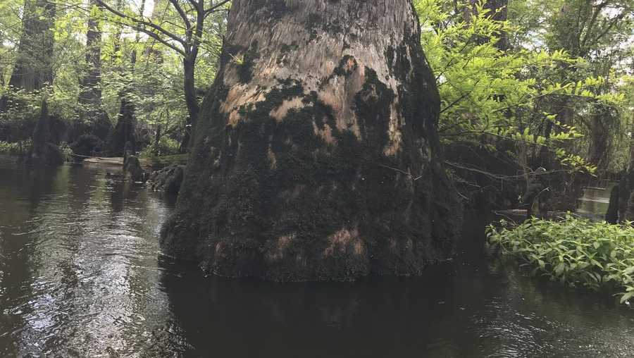 Ancient bald cypress tree found in North Carolina