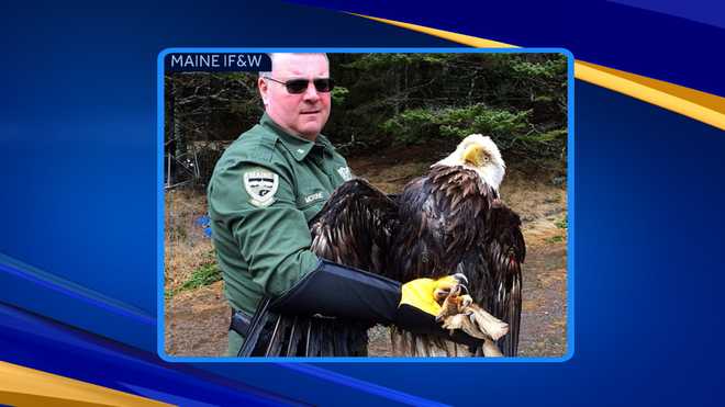 Volunteers sought for 62nd annual bald eagle count