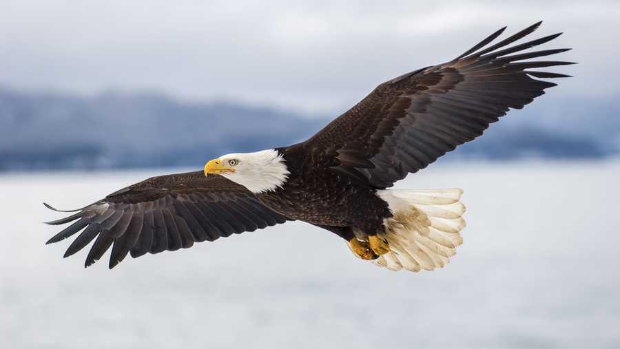 eagle shows air superiority, drone lake