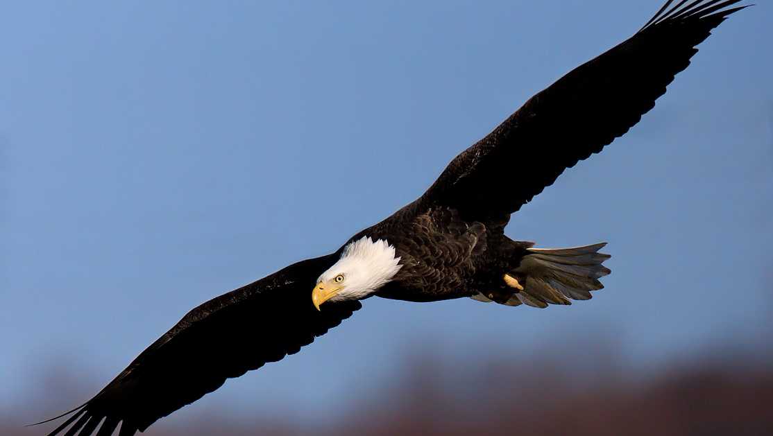 Bald eagles’ comeback spurs their removal from Indiana's endangered