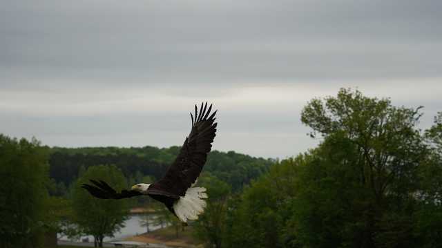 Bald Eagle returns to Barren Lake after shotgun injury - Vimarsana News