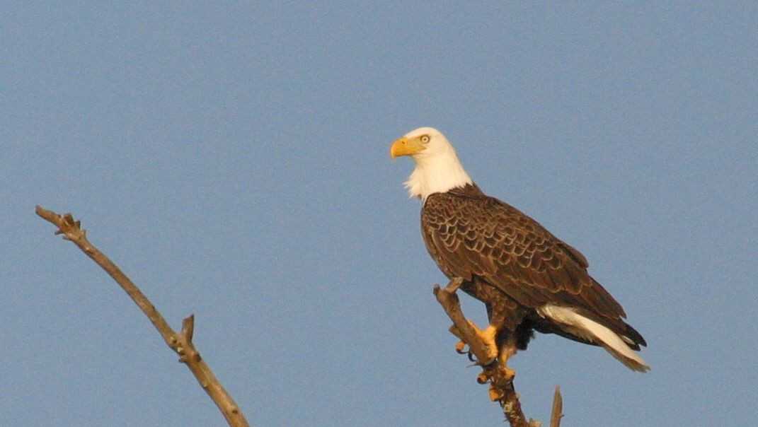 Bald eagle nesting numbers strong in despite hurricane, heavy