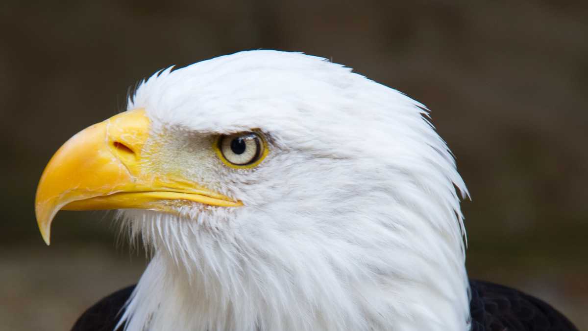 Louisiana's bald eagle population making comeback