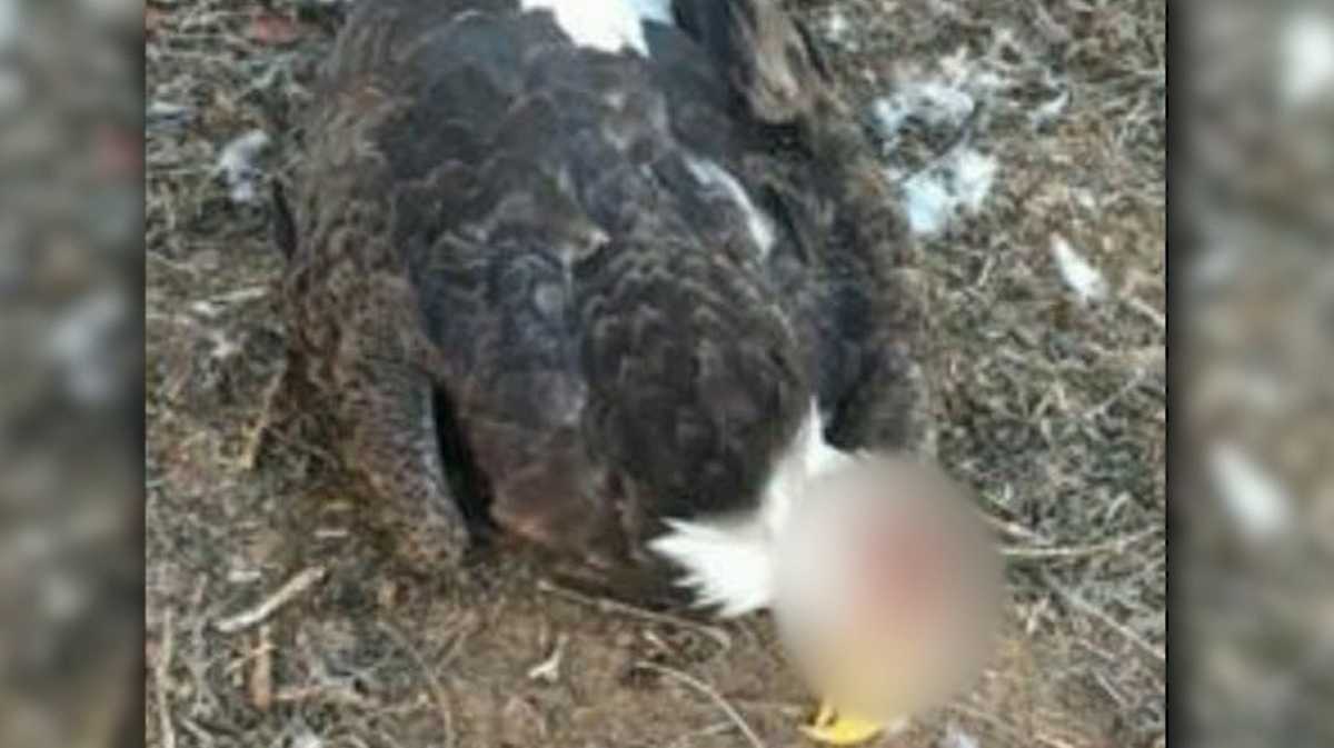Bald eagle shot, killed near Roland