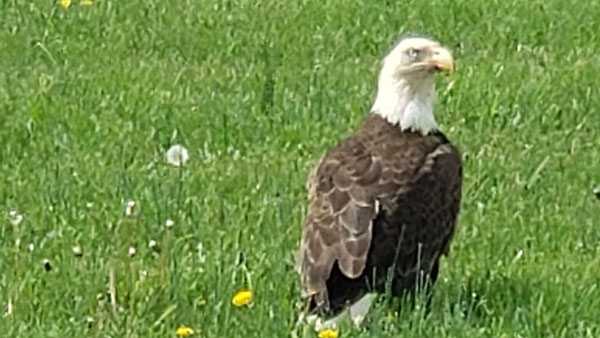 Clay County Best Bets: Celebrate the bald eagle