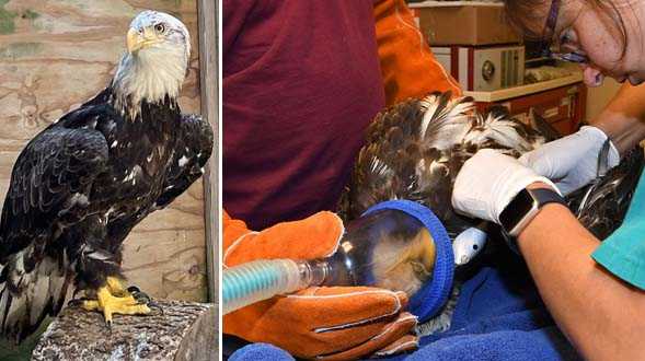 this bald eagle was taken to raptor center by rescuers from the area of rocky fork state park