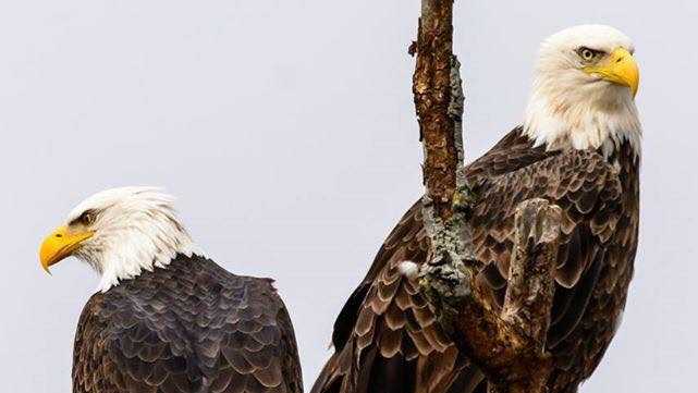 Bald eagle sightings on the rise across Ohio as nesting season nears