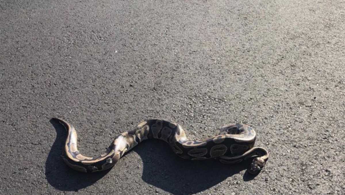 Ball python found in high school parking lot, police say image.