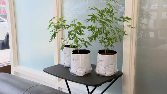 Fells Point business teaches how to grow cannabis indoors - Vimarsana News