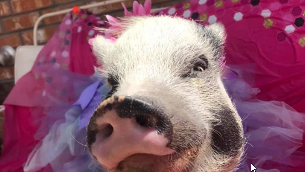 Bring Barbie home! Beloved therapy pig stolen