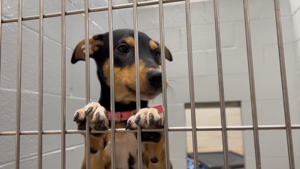 BARCS tries new foster program to ease burden on shelter