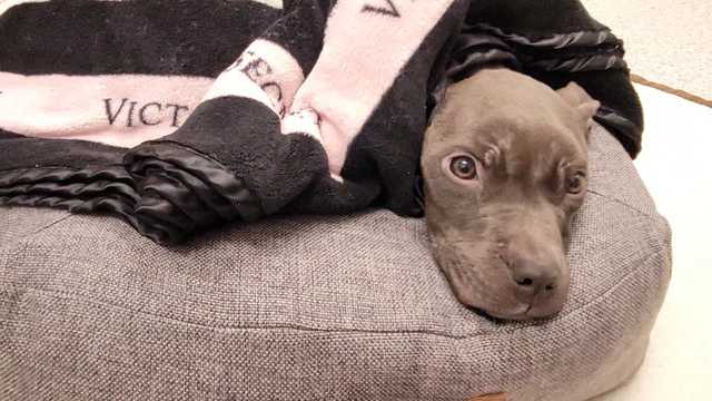 Uptick in animal abuse cases in Baltimore leaves BARCS in need - Vimarsana News