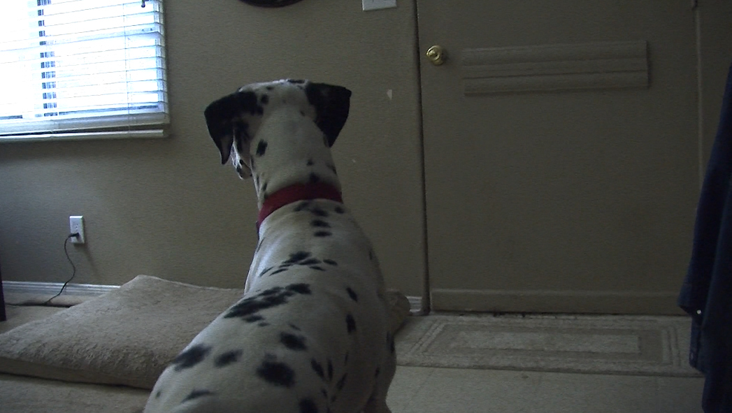 How to get your dog to stop barking at the door