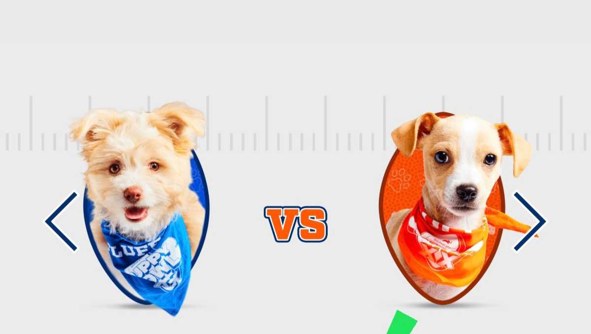 Sacramento’s Bark Purdy makes Puppy Bowl finals for Most Pupular