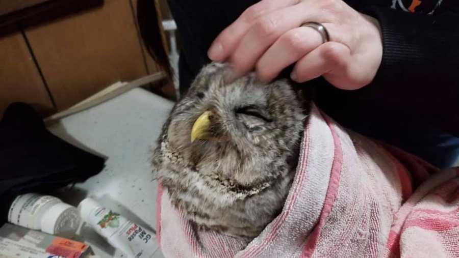 Police help injured owl 