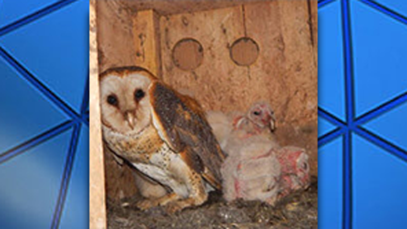 Rare Barn Owls Hatch Late Brood Of Chicks In S Indiana