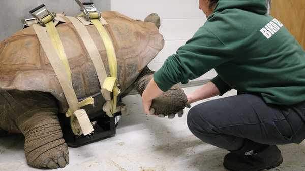 barnaby the aldabra tortoise