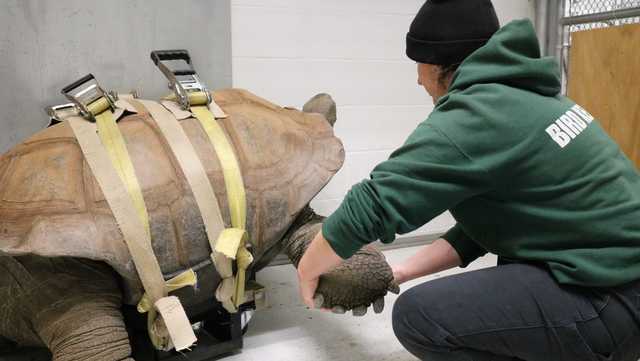 Zoo's oldest resident gets a new set of wheels - Vimarsana News