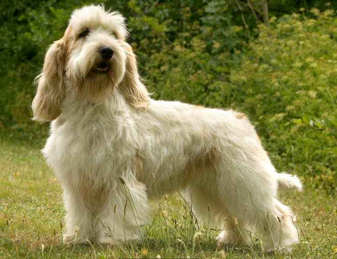 2 dog breeds added to American Kennel Club Roster