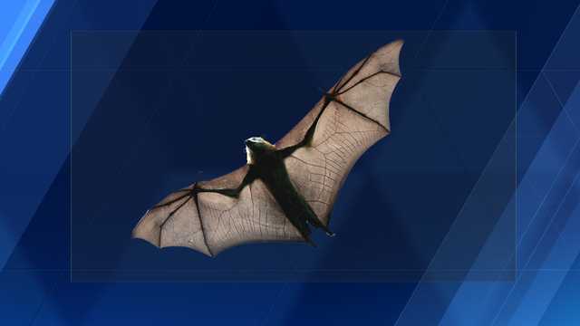 Gates installed on Alabama bat cave to protect habitat - Vimarsana News