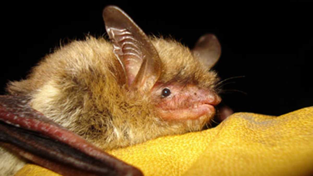 福赛斯公园附近的一只蝙蝠狂犬病检测呈阳性