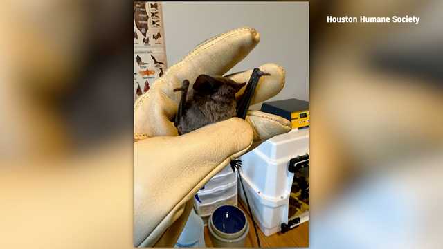 Wildlife director rescues 1,600 bats during Texas cold snap - Vimarsana News
