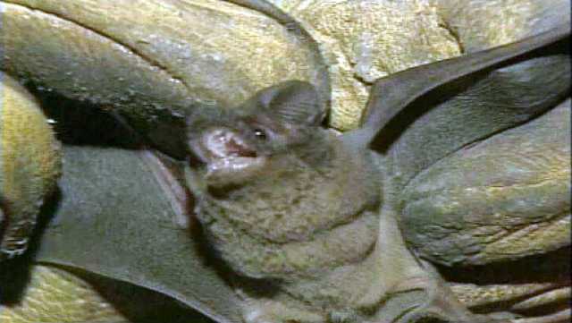 Savannah: Rabid bat bites person in parking lot - Vimarsana News