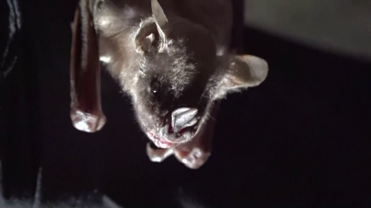 Bat flies into Mass. woman’s mouth, leaving her with ,000 medical bill