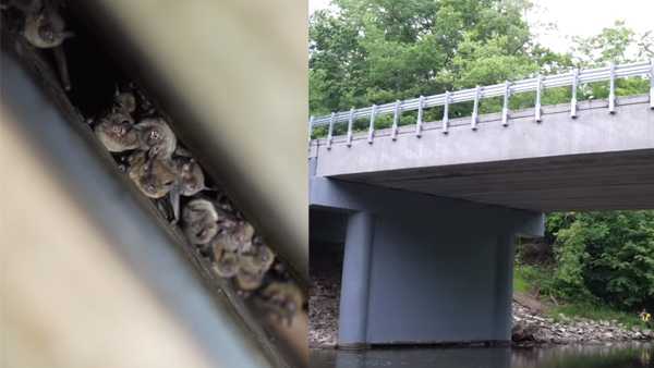 bridge for bats