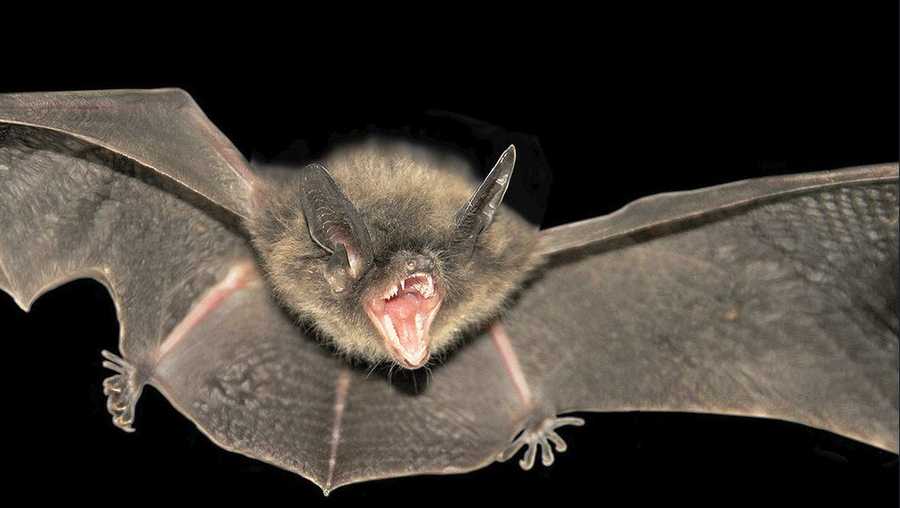 National Bat Appreciation Day: Why bats are good?