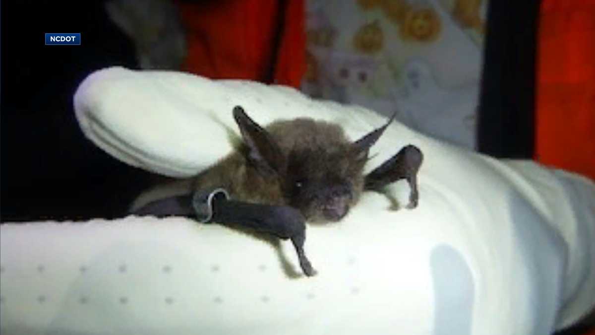 NCDOT works to protect endangered bats during bridge repairs