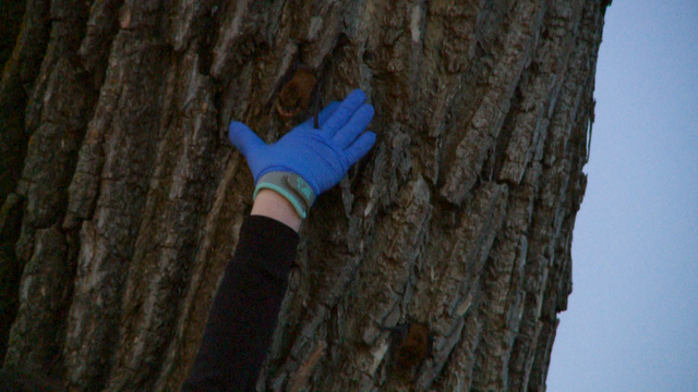 Bats released at Gray's Lake will play a role in protecting people and the ecosystem - Vimarsana News