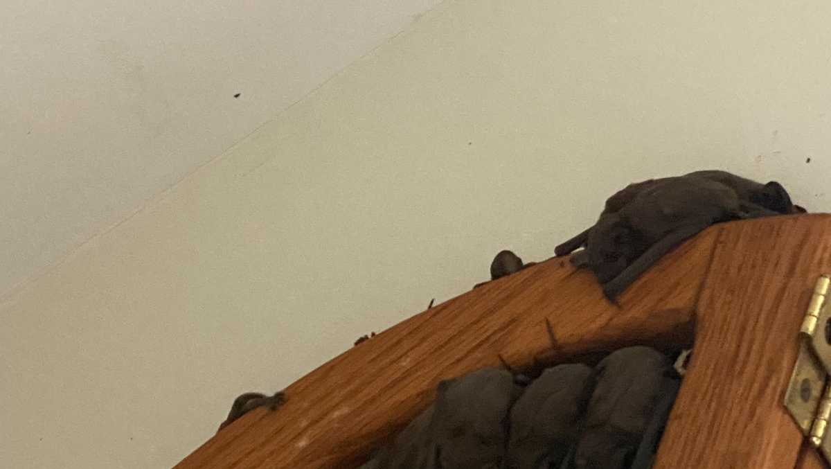Savannah family displaced after bats took over their home
