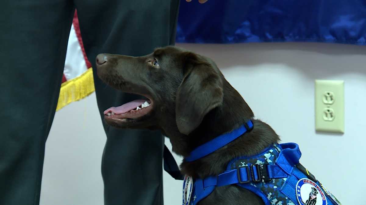 Emergency dispatchers in Maine are getting a comfort dog