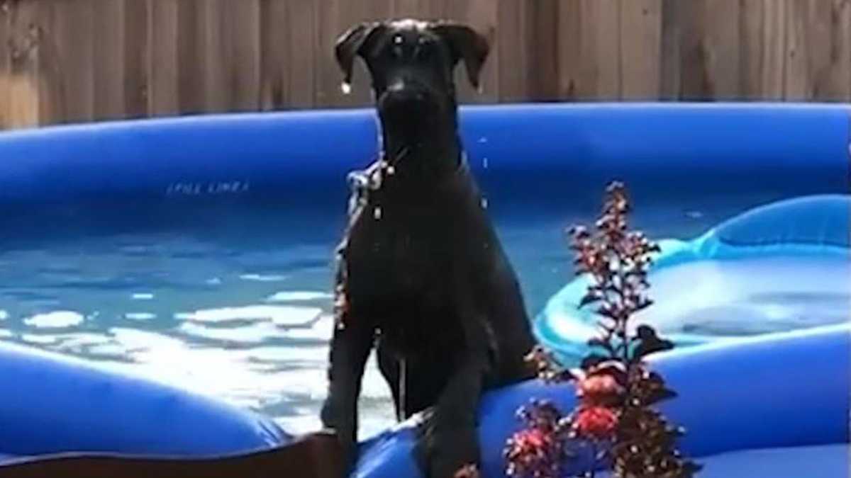 Must see Dog freezes, looks guilty after being caught in swimming pool