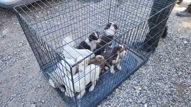 Bernalillo County rescues dozens of dogs at East Mountains home - Vimarsana News