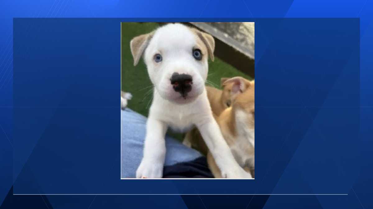 Big Dog Ranch Rescue offering $5,000 reward for stolen puppy's return