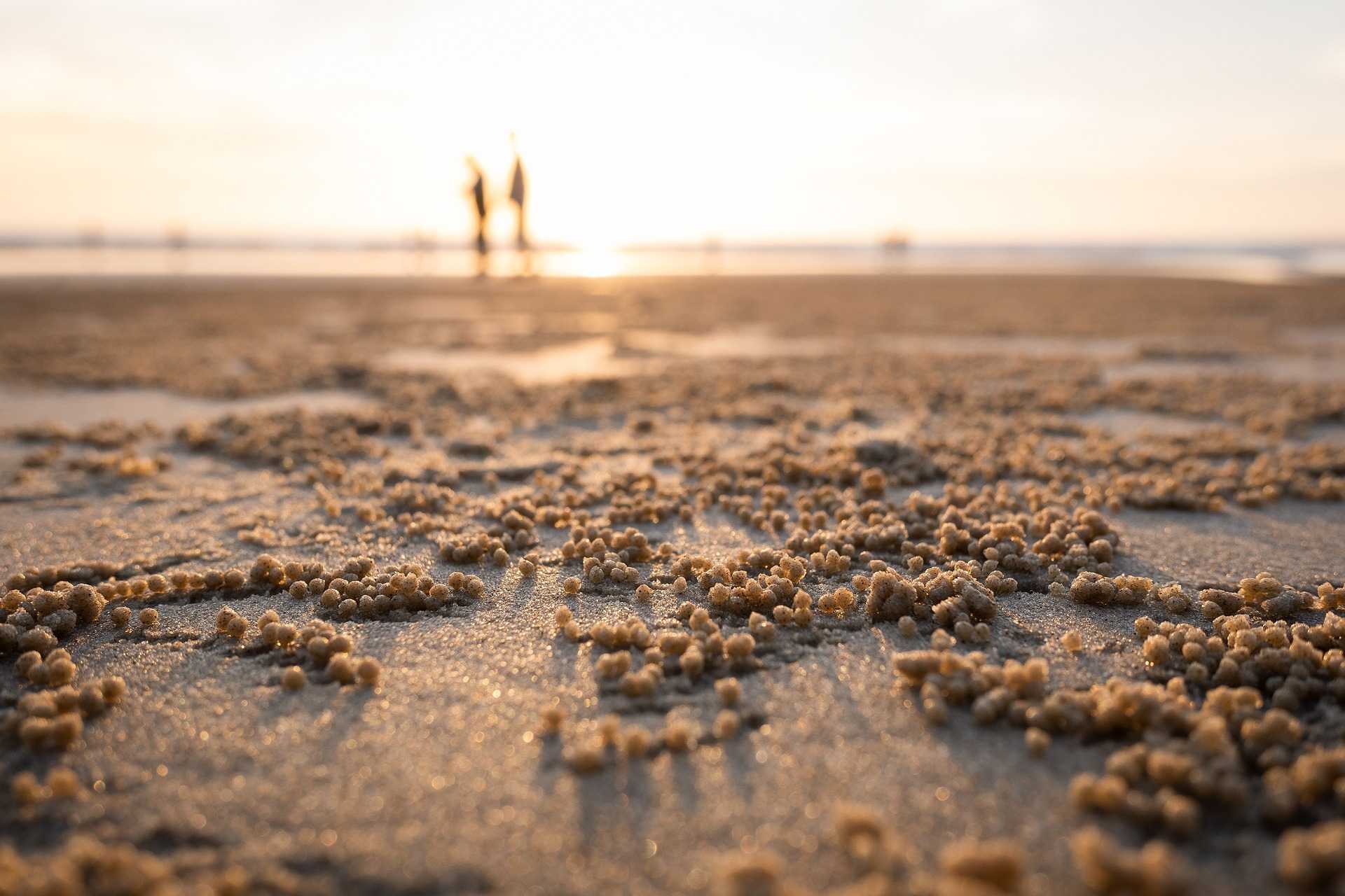 Fourth of July beachgoers urged to protect nesting turtles and shorebirds