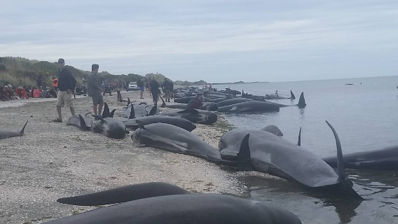 Volunteers rush to save over 100 beached whales on New Zealand beach