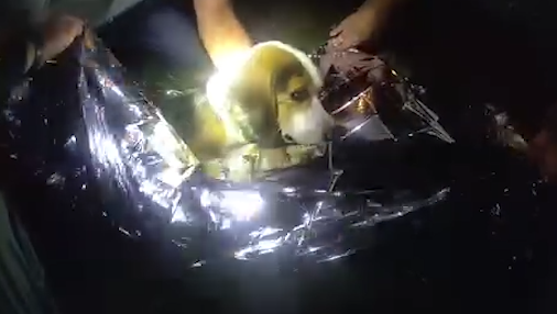 Butler County deputy, good Samaritan help dog that was hit by a car on road