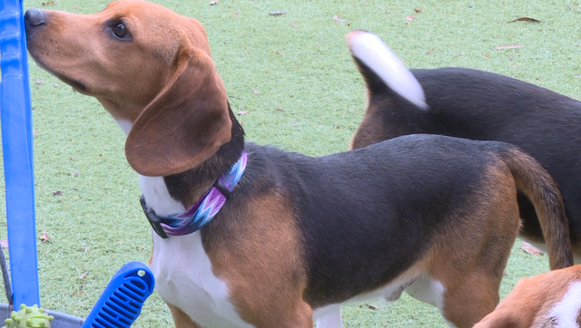 Local animal rescue rehomes puppies rescued from animal testing - Vimarsana News